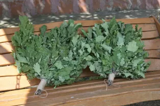 Веники банные дуб 10 штук лот