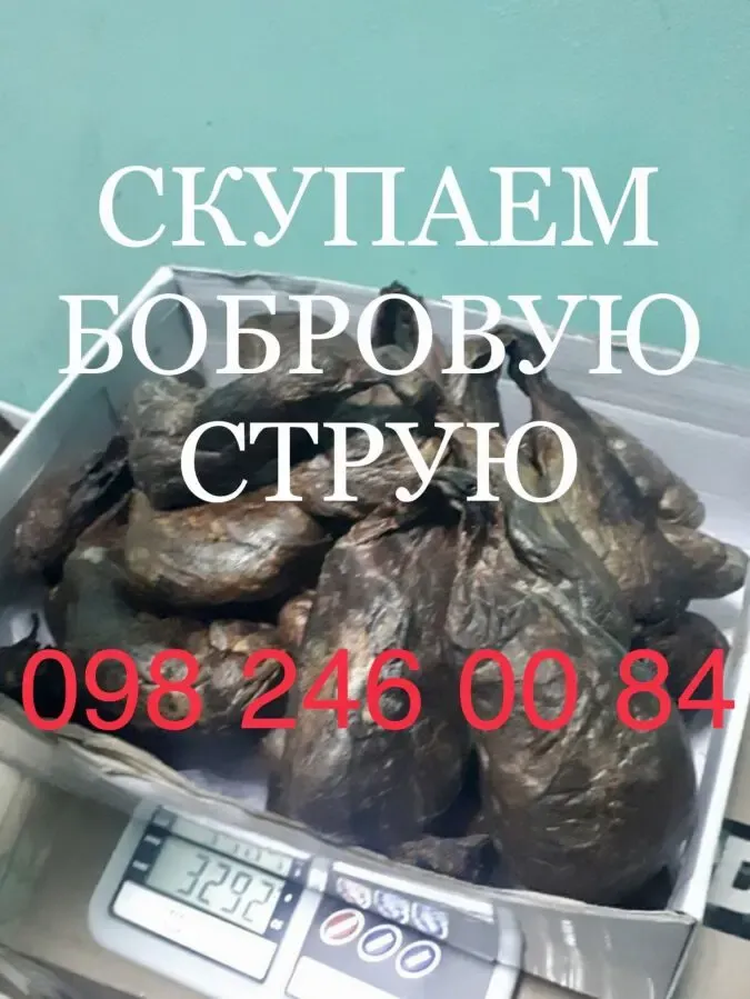 КУПЛЮ БОБРОВУЮ СТРУЮ 2