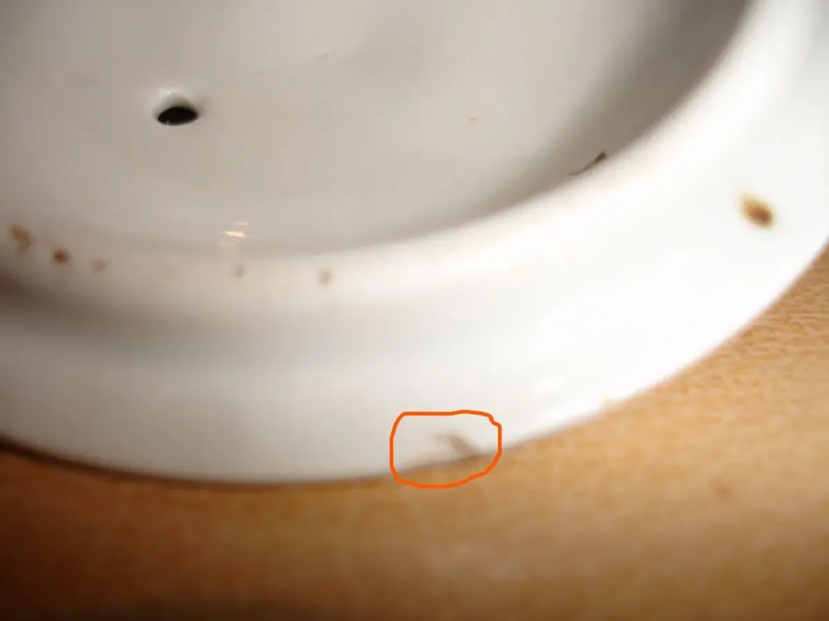 Чайник-заварник 500 мл. Порцеляна з позолотою. Полонне. 1950-ті роки 9