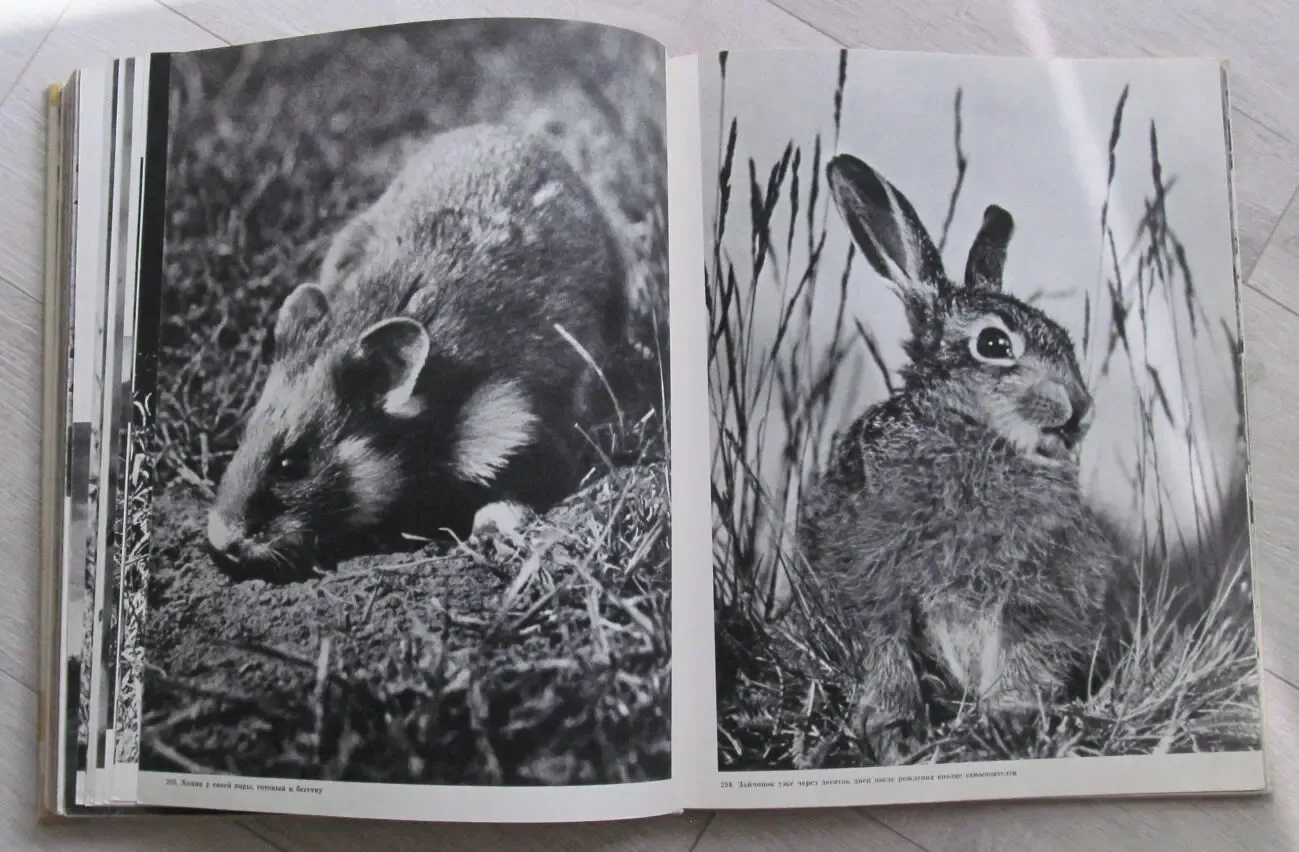 Фотоальбом 