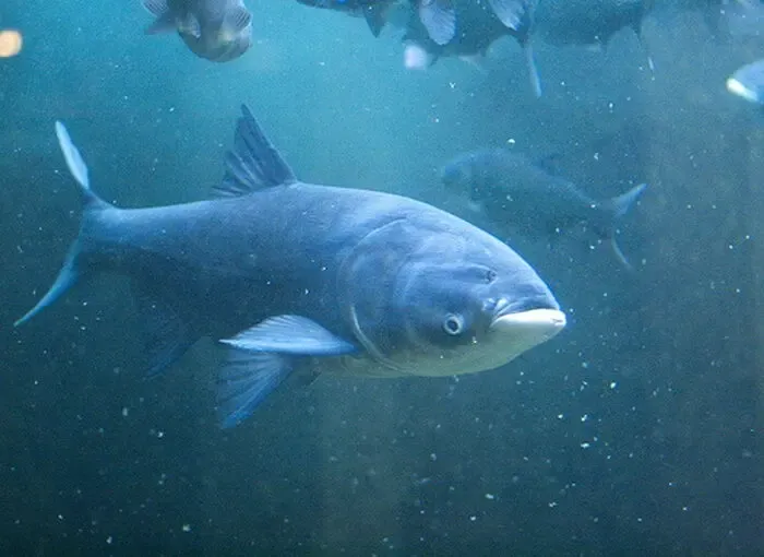 Куплю толстолоб 1+ 5+ 10+ щуку, окунь,  судак, опт самовывоз.