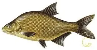 Куплю лещ, плотву  по всей Украине, возможен самовывоз