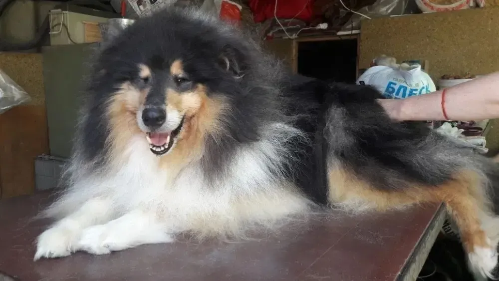 Шерсть колли длинношерстной