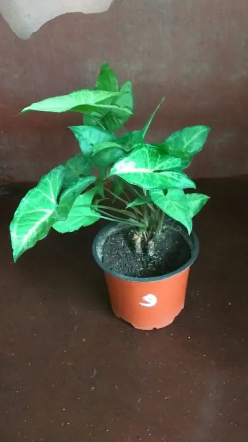 Комнатные цветы