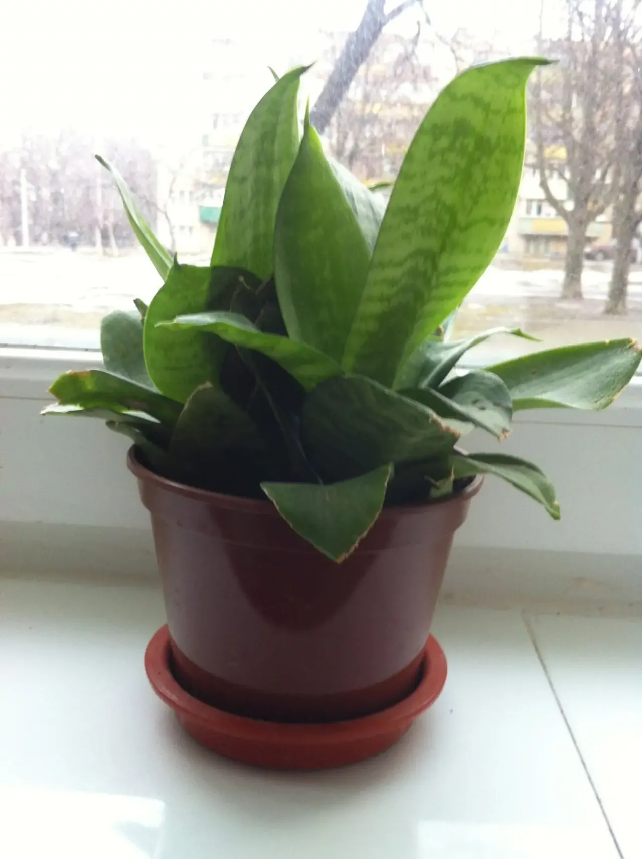 Комнатные цветы 8