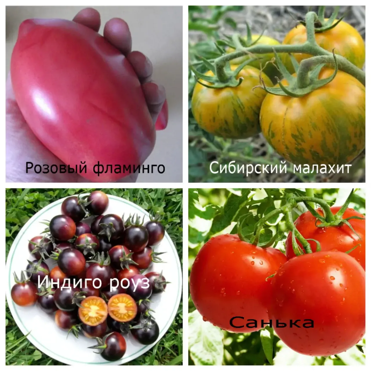 Семена овощей 4