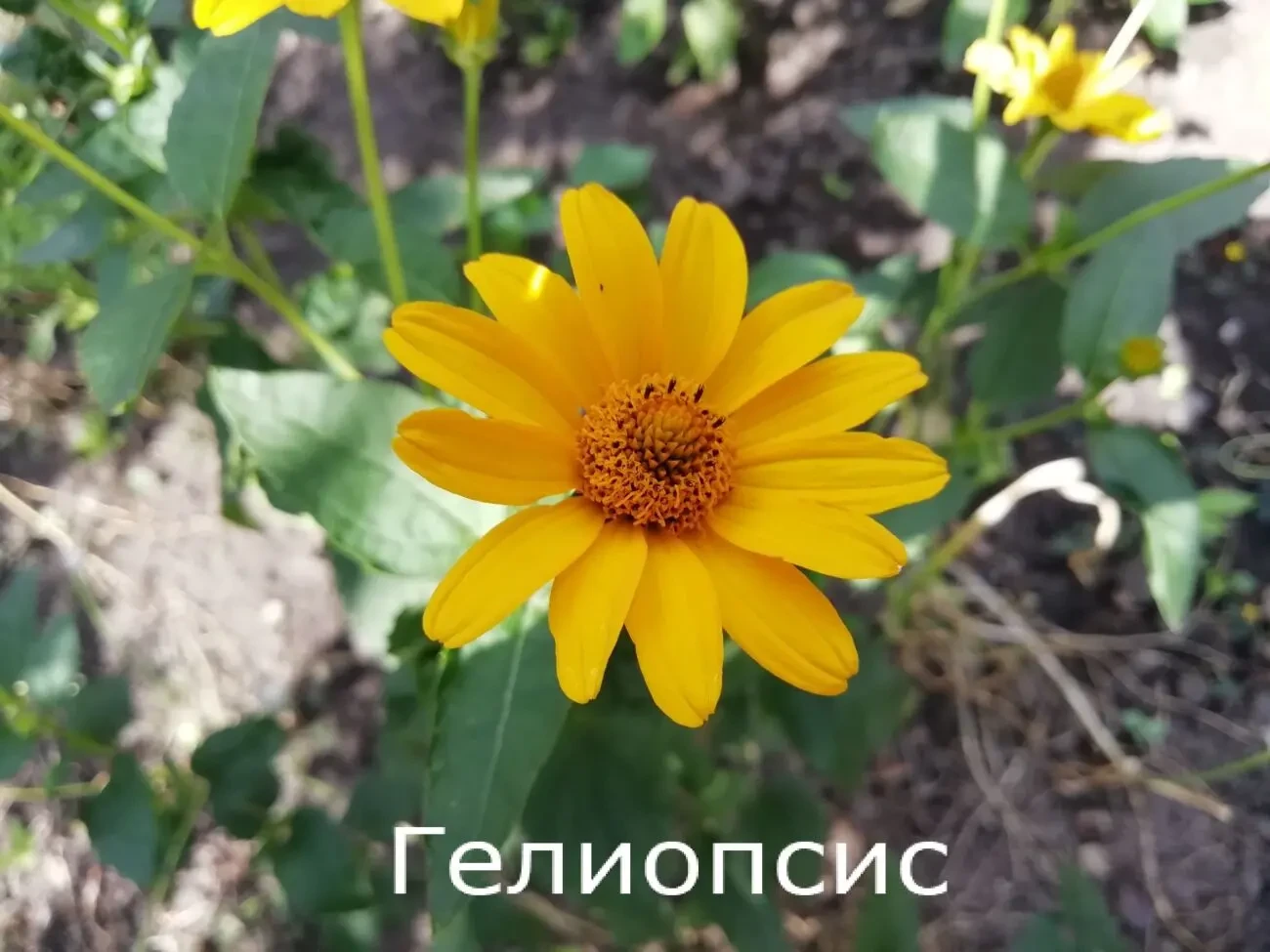 Семена садовых цветов 7