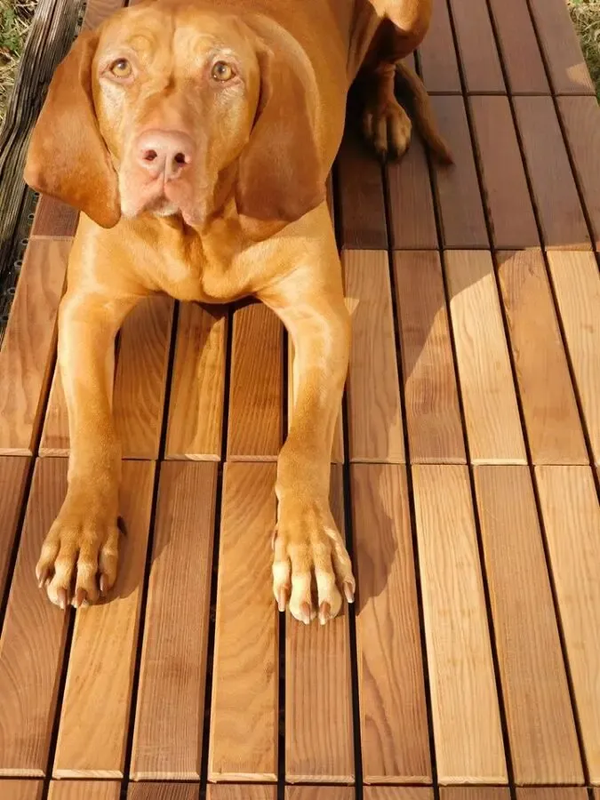 Термодошка, термодерево, термобрус, термососна, термоясен, термовільха 3