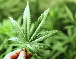 коноплне борошно оптом