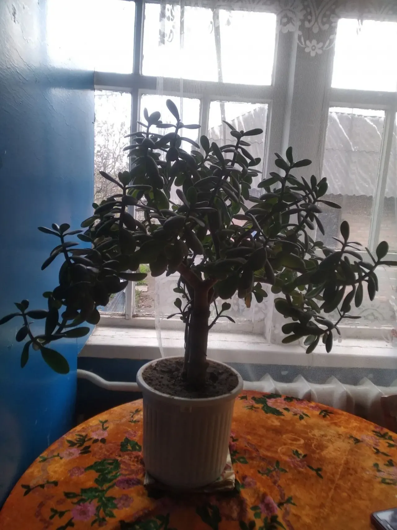 Продам комнатный вазон 3