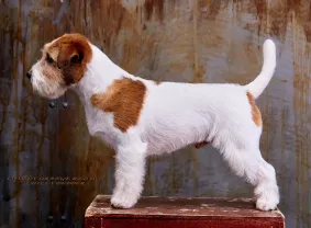 Вязка Джек рассел терьер, кобель Интерчемпион, лучшие крови мира!