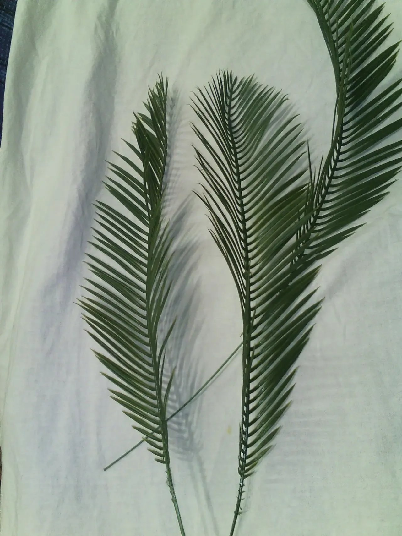 Листья папоротника или пальмы. 2