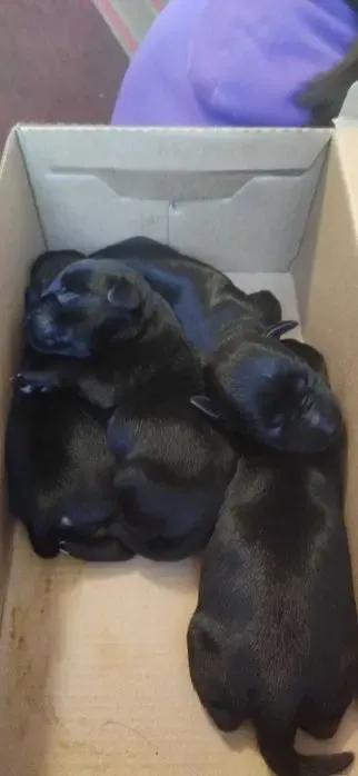 ЩЕНКИ ЦВЕРГШНАУЦЕРА!!! РЕЗЕРВИРОВАННИЕ! Цена 700 Долар Торг на месте 5