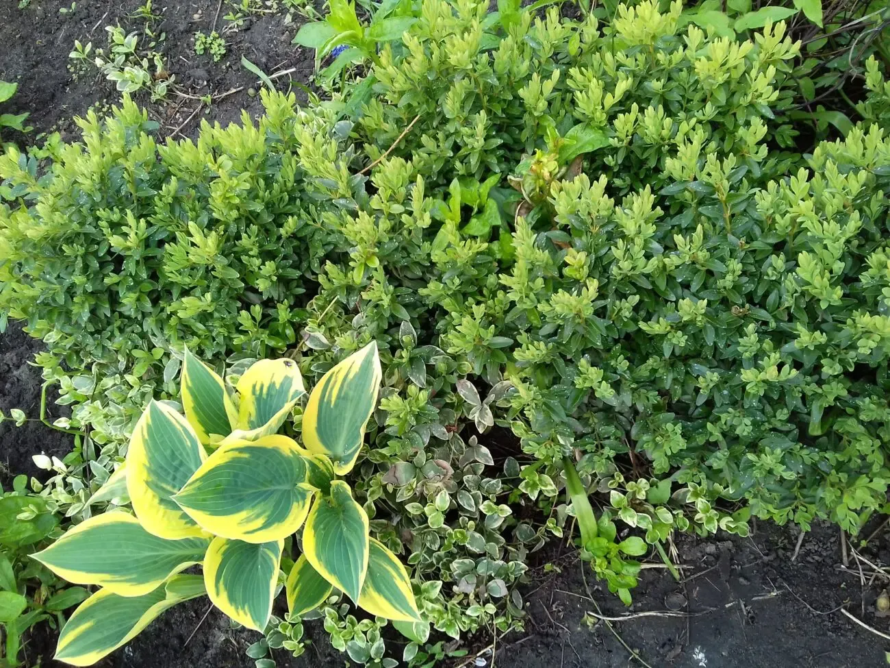 Самшит вечнозелёный 4