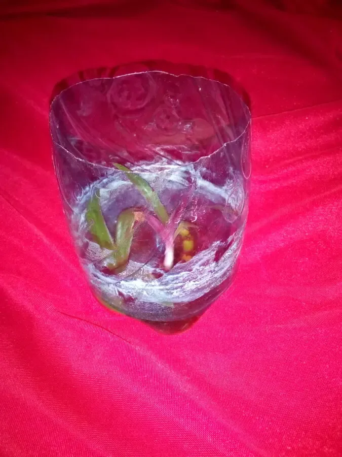 Сеткреазия фиолетовая 5