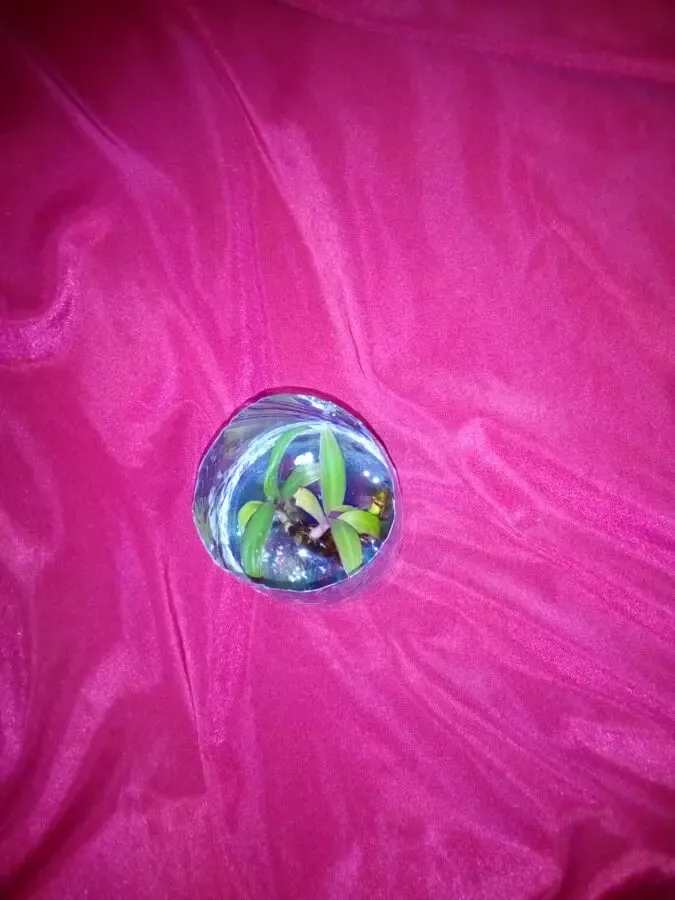 Сеткреазия фиолетовая 7