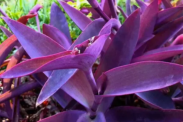 Сеткреазия фиолетовая 8