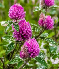 Люцерна Фацелия Клевер красный белый Эспарцет горчица медоносы сидерат