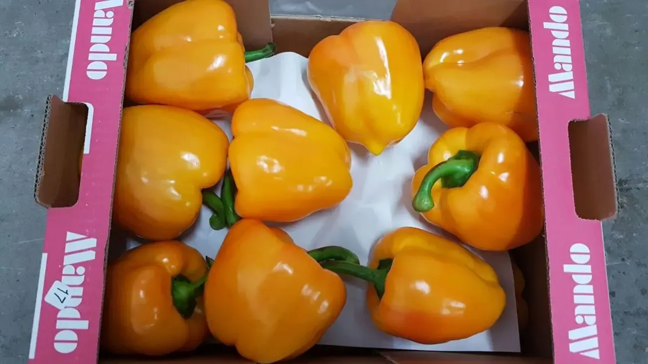 Продаем перец 10