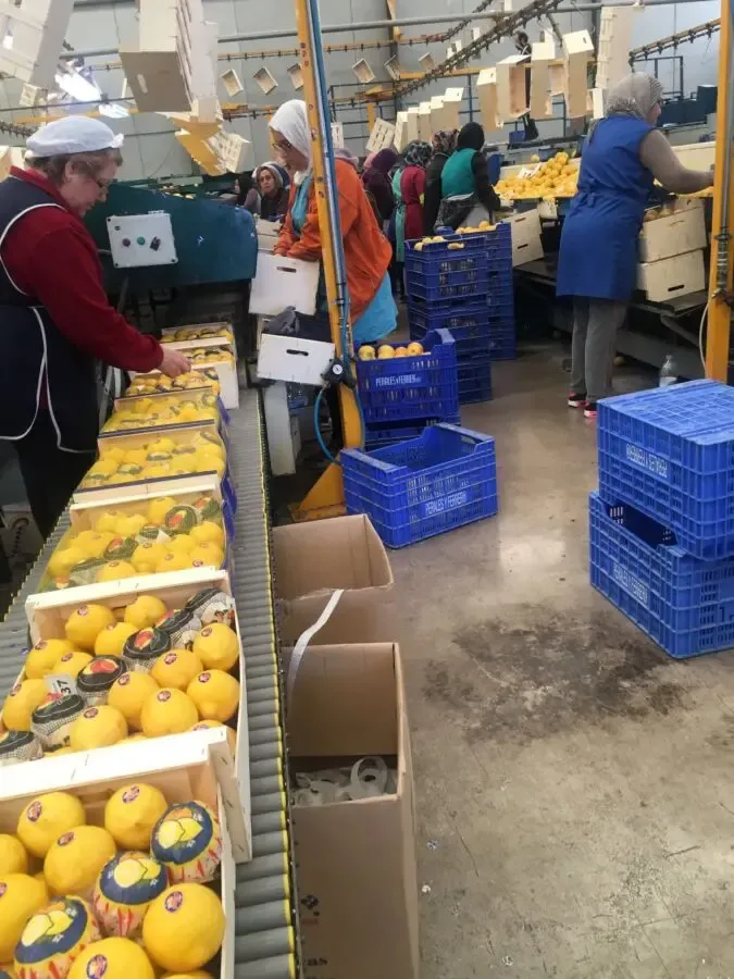 Продаем лимон 6