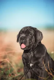 Бронь щенков кане корсо