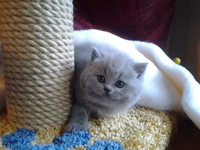 Одесса клубные плюшевые  шотландские котята 2