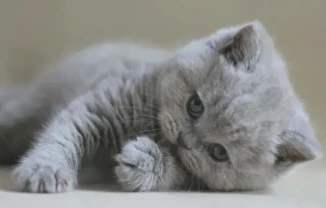 Одесса клубные плюшевые  шотландские котята