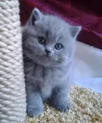 Одесса клубные плюшевые  шотландские котята