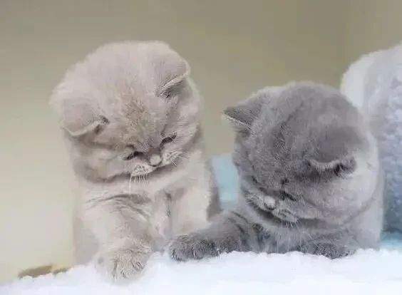 Клубные шотландские котята Одесса не британский