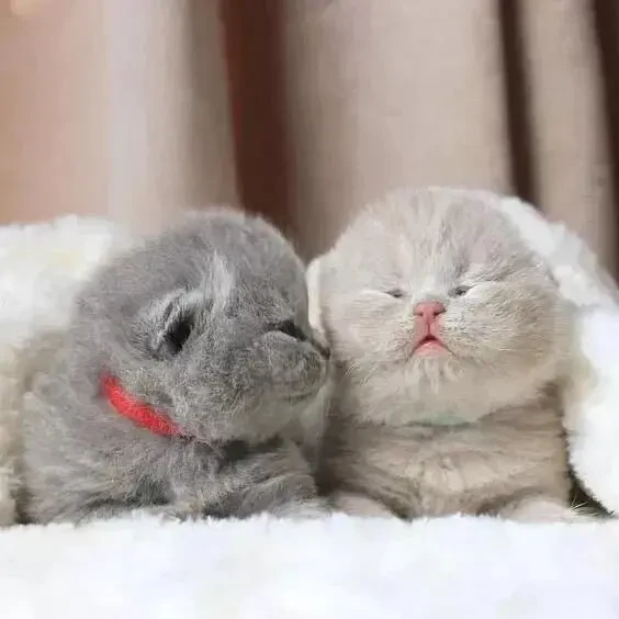 Клубные шотландские котята Одесса не британский 2