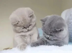 Клубные шотландские котята Одесса не британский