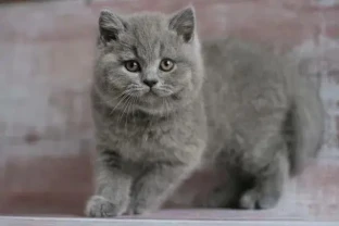 Одесса клубные шотландские котята не британский