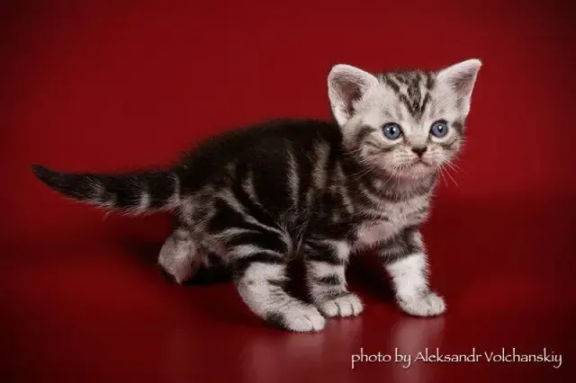 Американские короткошерстные котята. Новые пометы 4