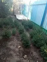 Елочки сизые и обычные европейские продам. 10