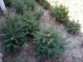 Елочки сизые и обычные европейские продам. 7