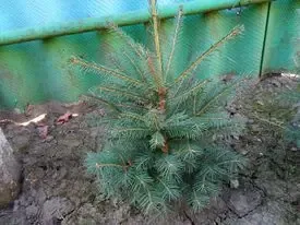 Елочки сизые и обычные европейские продам. 6