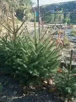 Елочки сизые и обычные европейские продам.