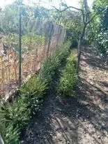 Елочки сизые и обычные европейские продам. 8