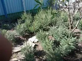 Елочки сизые и обычные европейские продам. 5