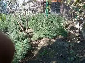 Елочки сизые и обычные европейские продам. 4