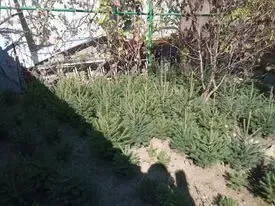 Елочки сизые и обычные европейские продам. 3