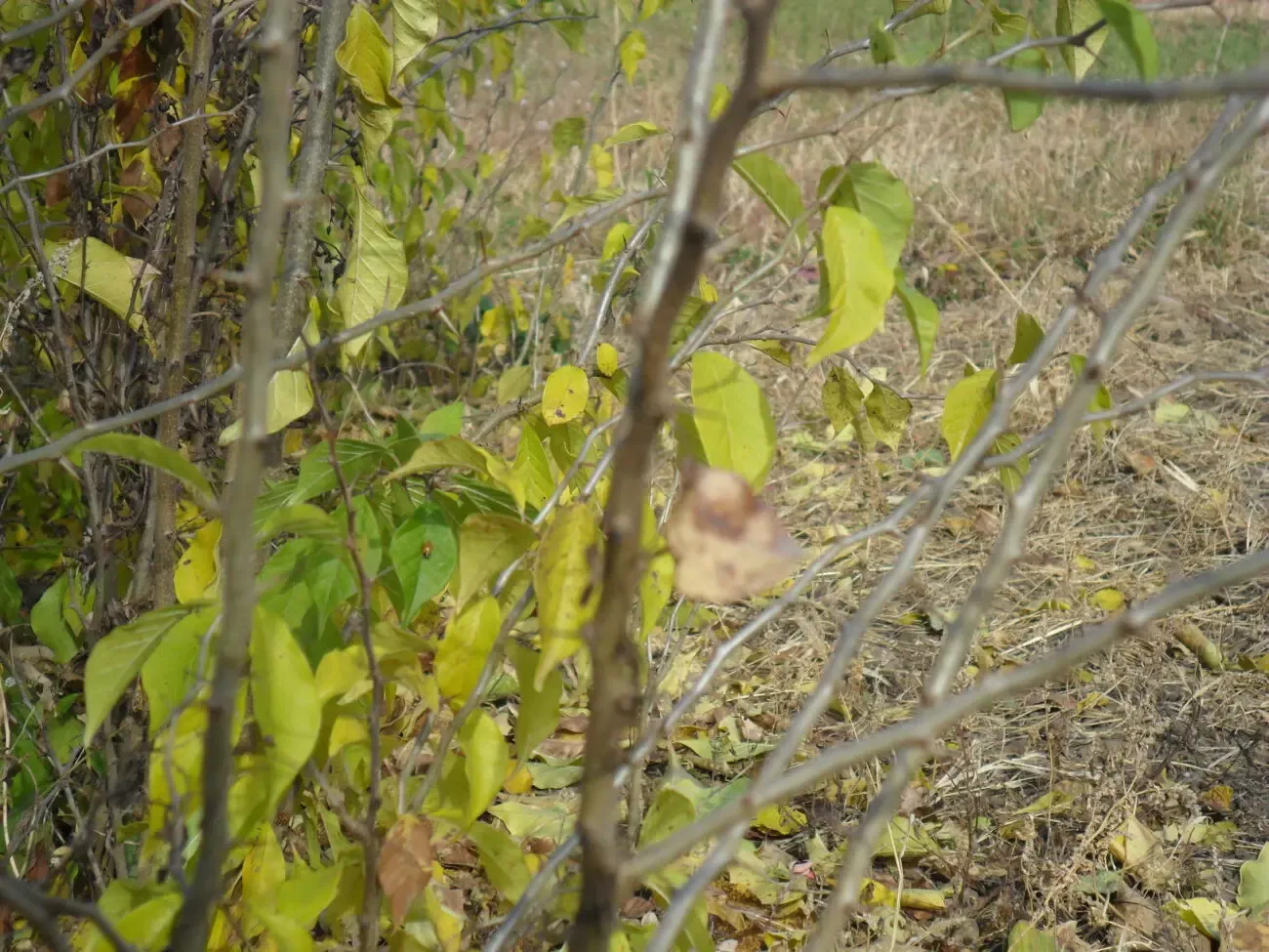 Сажанці Маклюра (Адамове яблуко) 2