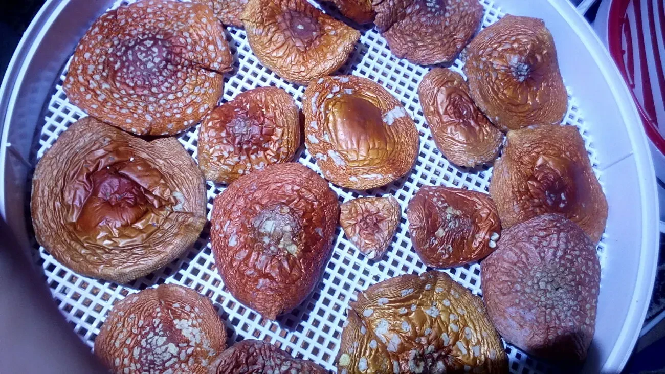 Мухомор червоний сушений. Мухомор красный сушеный. Гриби лікувальні 3