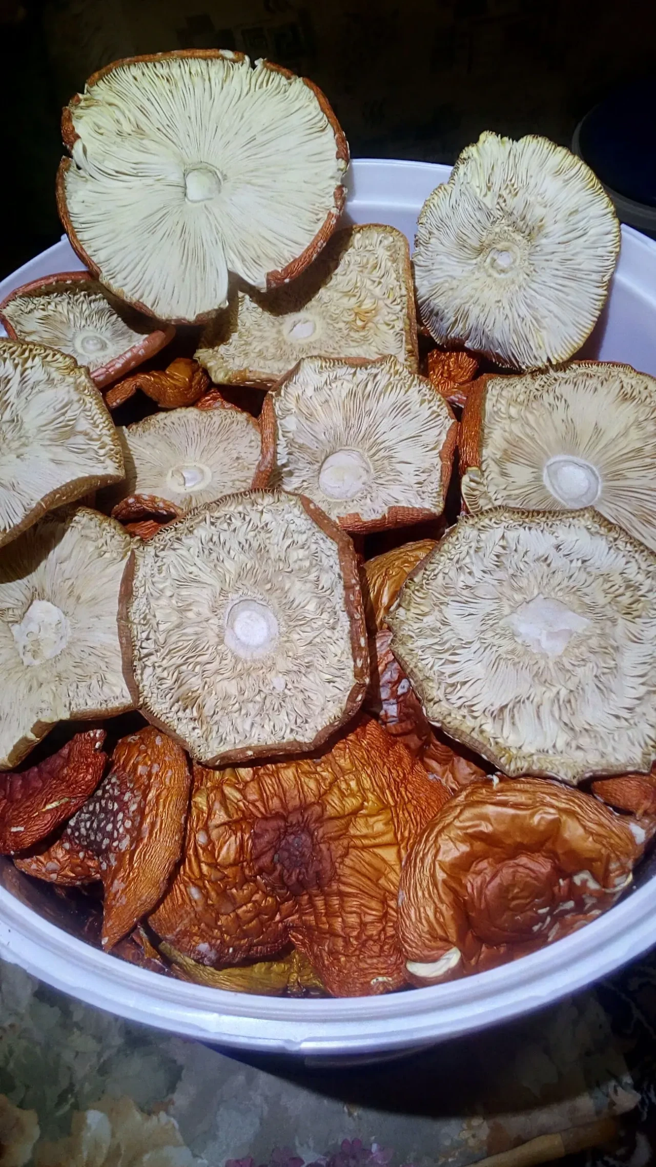 Мухомор червоний сушений. Мухомор красный сушеный. Гриби лікувальні 2