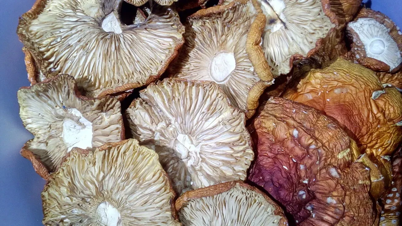 Мухомор червоний сушений. Мухомор красный сушеный. Гриби лікувальні 7