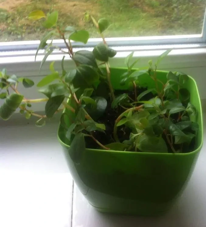 Цветы комнатные 6