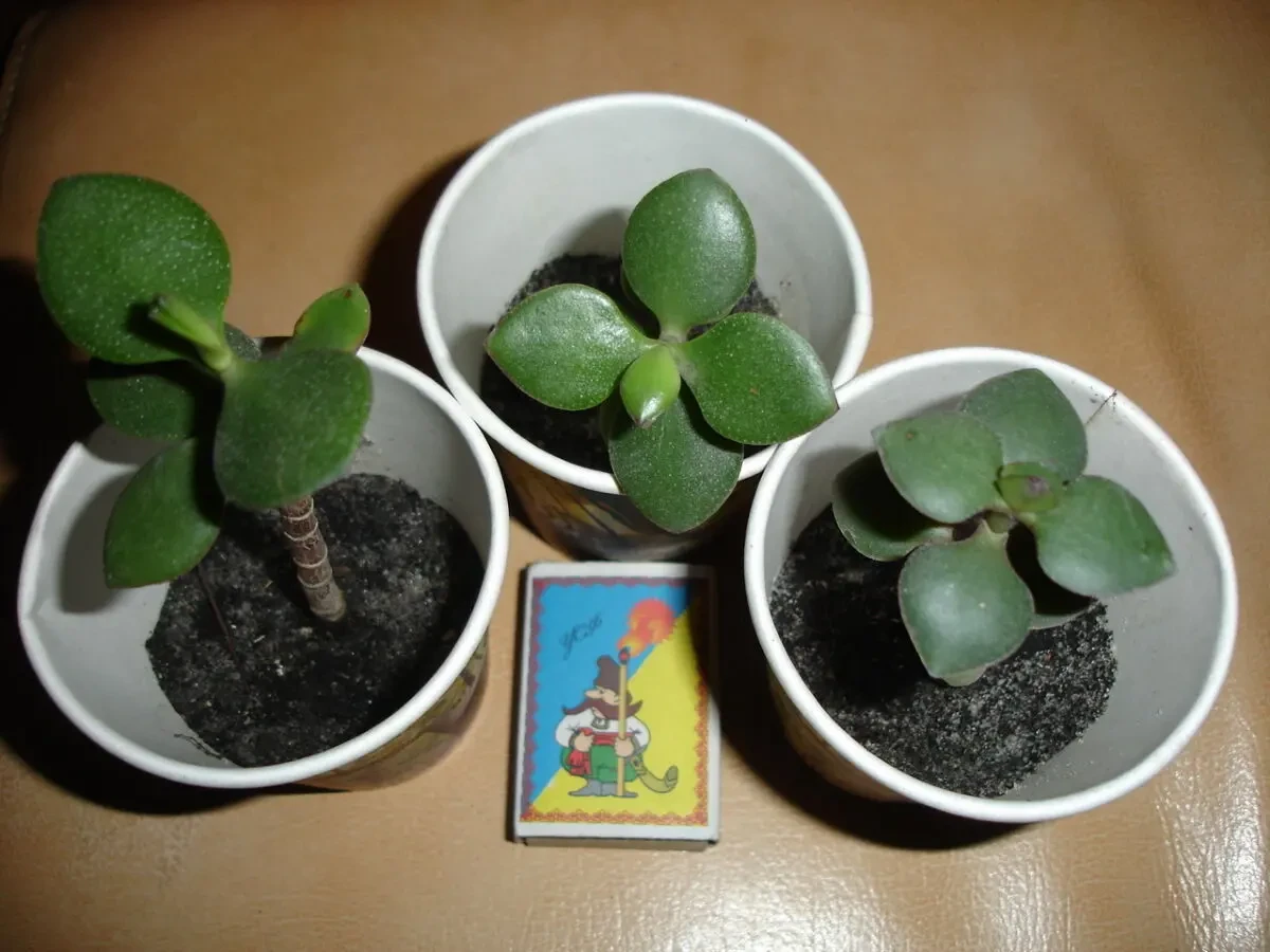 ГРОШОВЕ ДЕРЕВО - дерево щастя, красула, товстянка; пагінці вкорінені 3