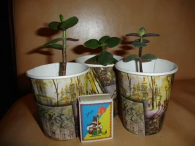 ГРОШОВЕ ДЕРЕВО - дерево щастя, красула, товстянка; пагінці вкорінені