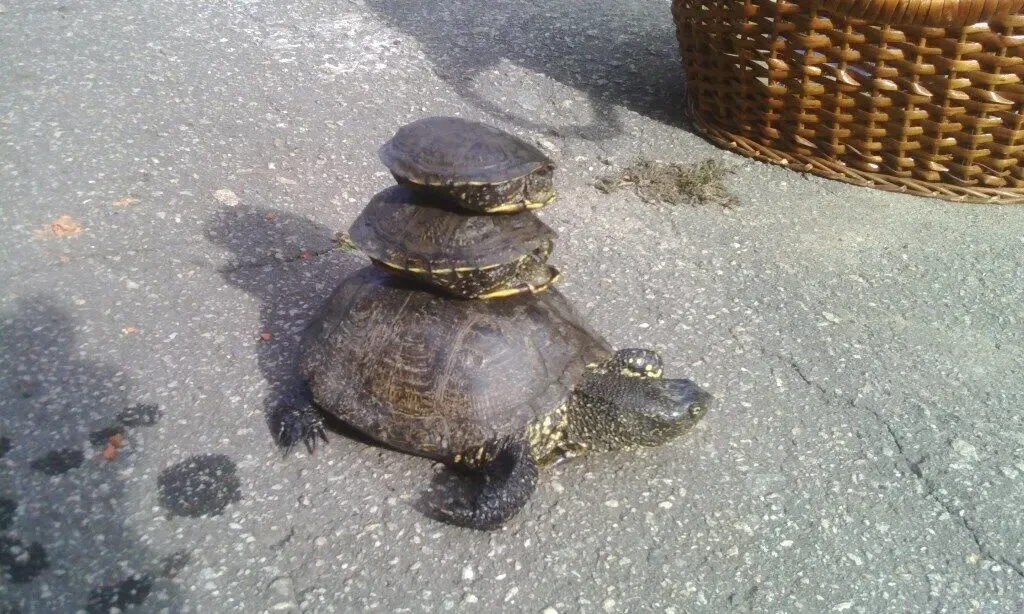 Монтаж видео, слайд-шоу, поздравительные ролики. 4