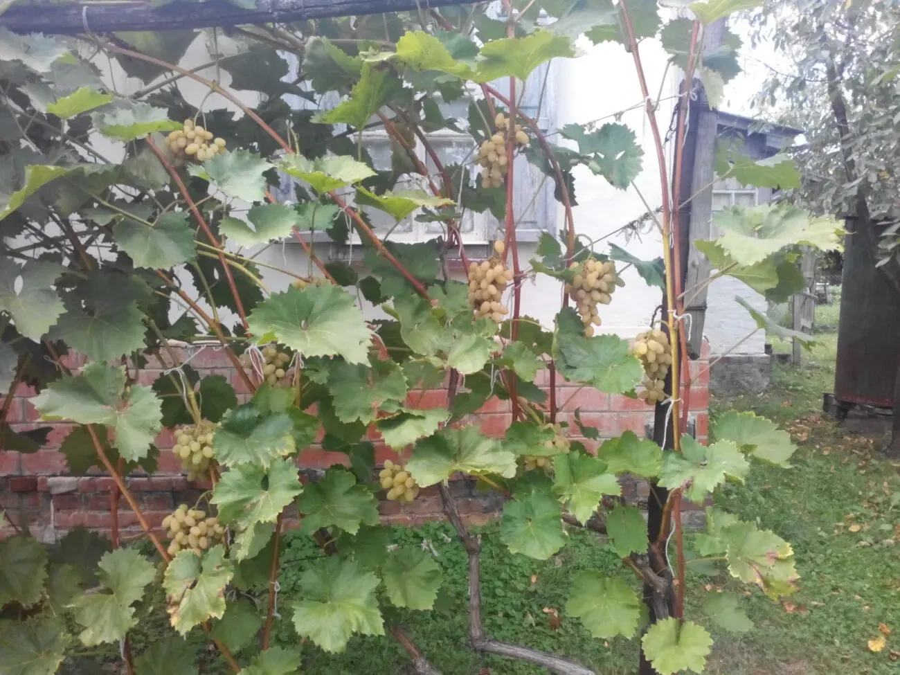 Продається усадьба 3